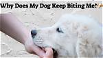 Why Does My Dog Keep Bothering Me?
