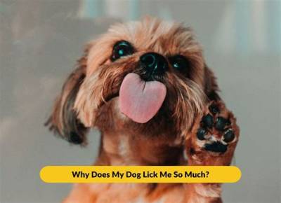 Why Does My Dog Lick Me So Much?