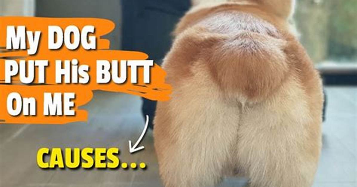 Why Does My Dog Put His Butt on Me?