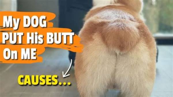 Why Does My Dog Put His Butt on Me?