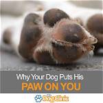 Why Does My Dog Put His Paw on Me When He Sleeps?