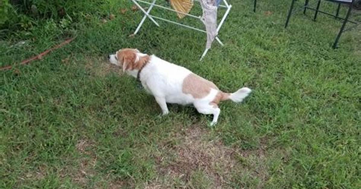 Why Does My Dog's Pee Turn the Grass Yellow?