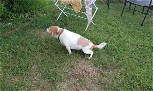 Why Does My Dog's Pee Turn the Grass Yellow?