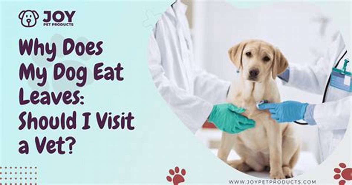 Why Does My Dog Try to Eat Birds?