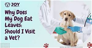 Why Does My Dog Try to Eat Birds?