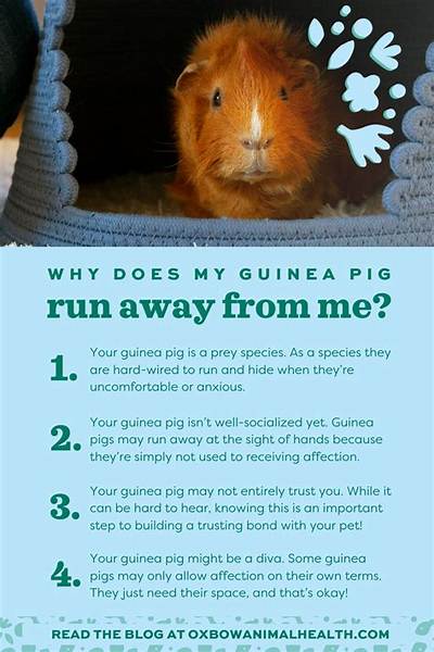Why Does My Guinea Pig Walk Around Purring?