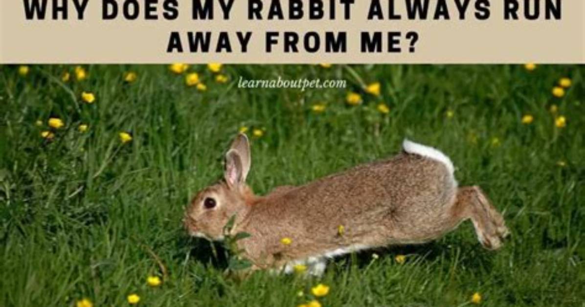 Why Does My Rabbit Run Away When I Try to Pick Him up?