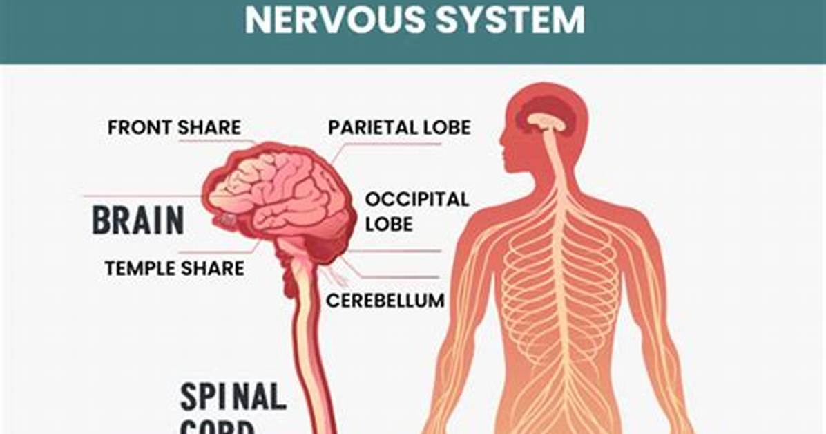 Why Does Nerve Damage Take So Long to Heal?