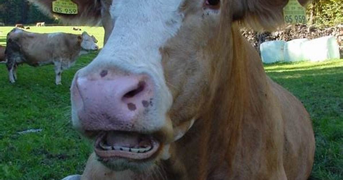 Why Don't Cows Have Top Teeth