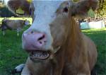 Why Don't Cows Have Top Teeth