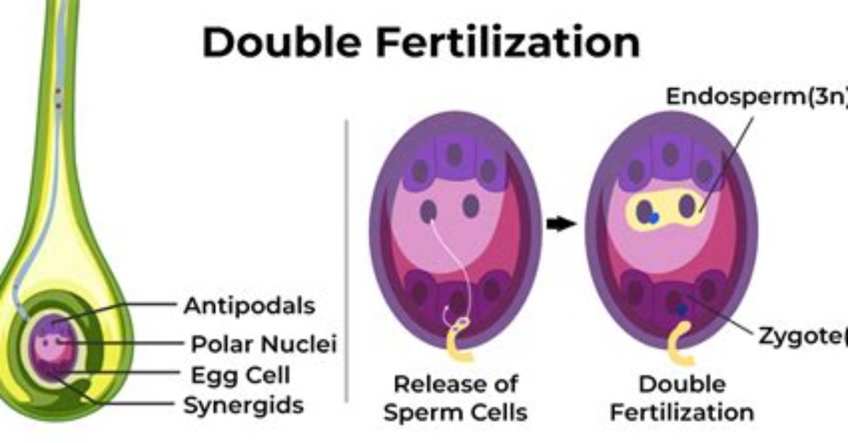 Why Double Fertilization in Plants?