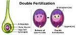 Why Double Fertilization in Plants?