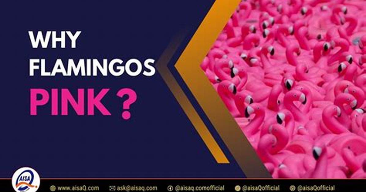 Why Flamingos Are Pink?