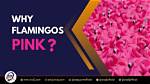 Why Flamingos Are Pink?