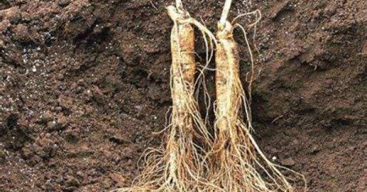 Why Ginseng Can Run?