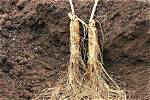 Why Ginseng Can Run?