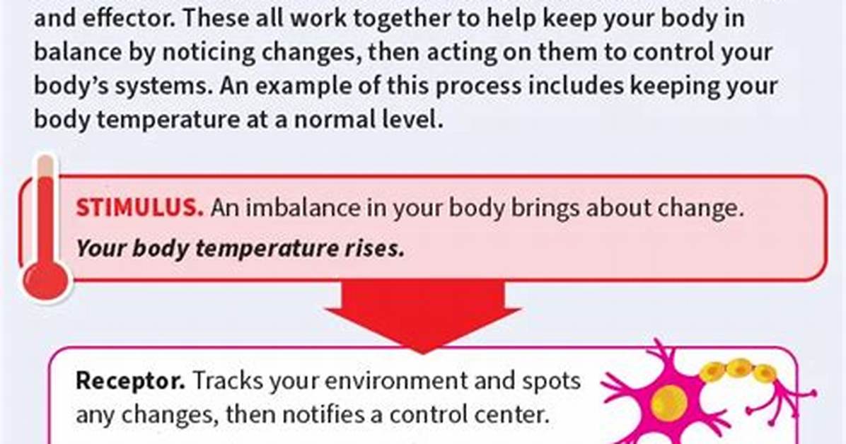 Why Homeostasis Is Important?