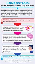 Why Homeostasis Is Important?
