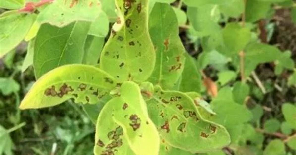 Why Honeysuckle Is Bad?