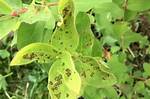 Why Honeysuckle Is Bad?