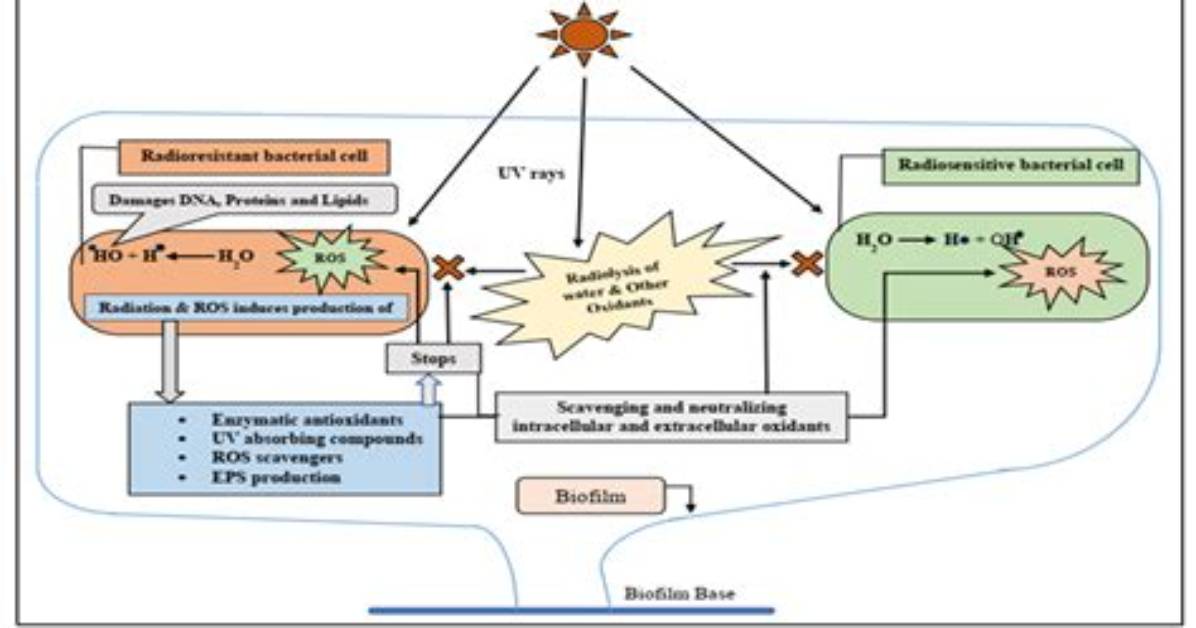 Why Is Bacillus Subtilis Resistant to Uv Light?