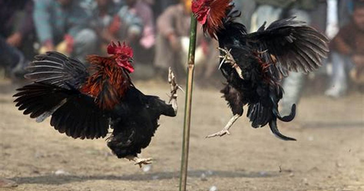 Why Is Cockfighting a Thing?