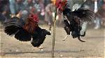 Why Is Cockfighting a Thing?