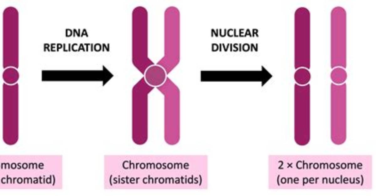 Why Is Dna Replicated Prior to Mitosis
