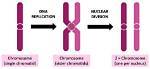Why Is Dna Replicated Prior to Mitosis