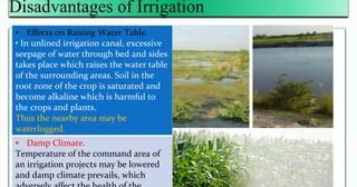 Why Is Excessive Irrigation Harmful to the Crops?