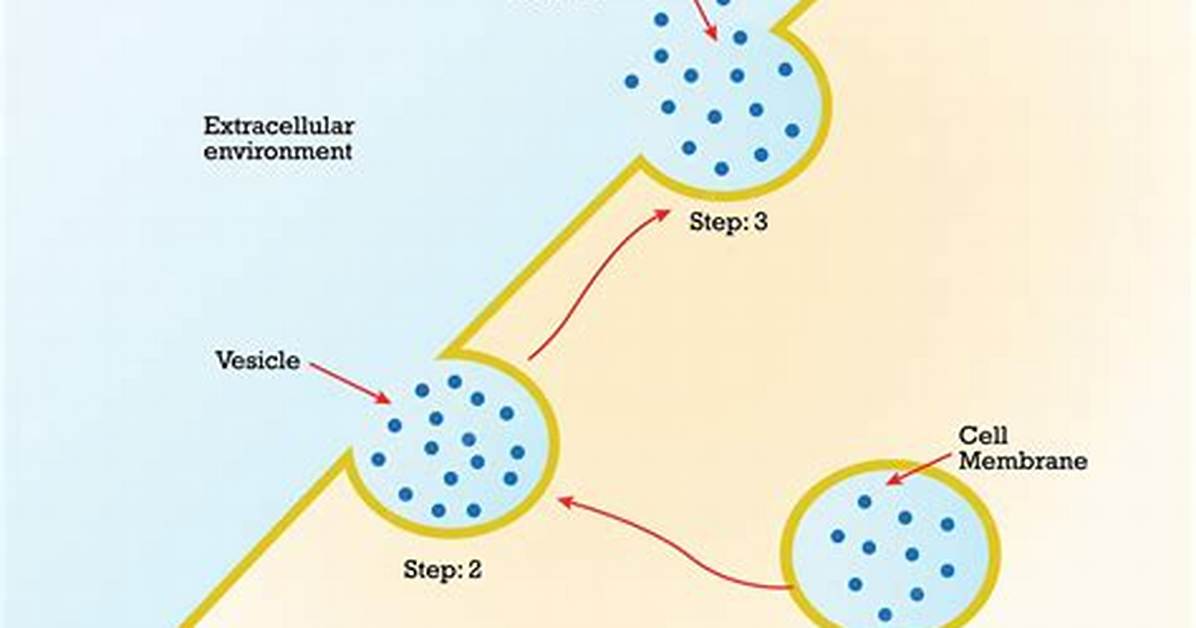 Why Is Exocytosis Important?