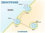 Why Is Exocytosis Important?