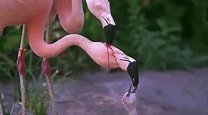 Why Is Flamingo Milk Red?