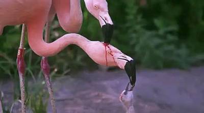 Why Is Flamingo Milk Red?