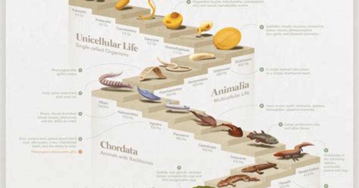 Why Is Human Evolution Important?