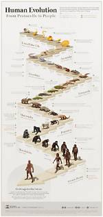 Why Is Human Evolution Important?