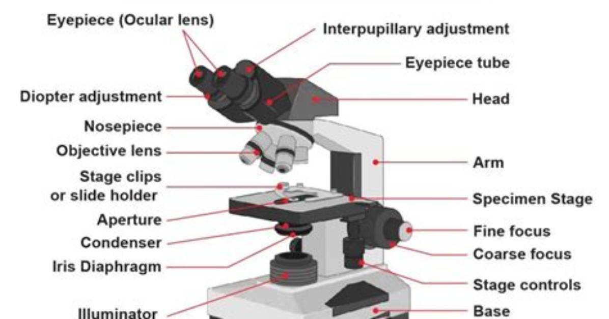 Why Is It Called a Compound Microscope