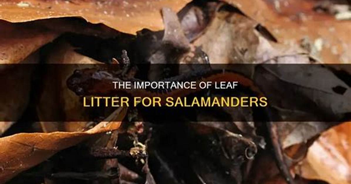 Why Is Leaf Litter Important