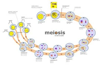 Why Is Meiosis an Evolutionary Significance?