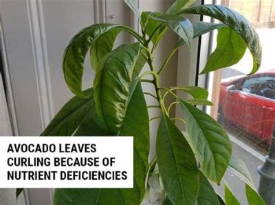 Why Is My Avocado Tree Leaves Curling?