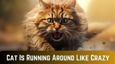 Why Is My Cat Running Around Like a Maniac?