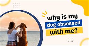 Why Is My Dog Obsessed with My Toddler?