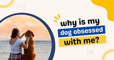 Why Is My Dog Obsessed with My Toddler?