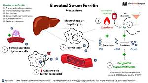 Why Is My Ferritin High but Iron Normal?
