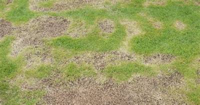 Why Is My Grass Dying in Patches?