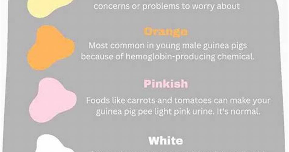 Why Is My Guinea Pig Pee White?