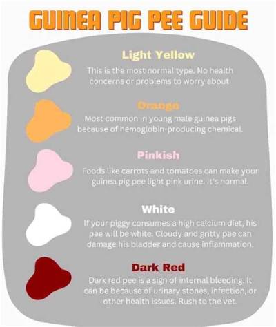 Why Is My Guinea Pig Pee White?