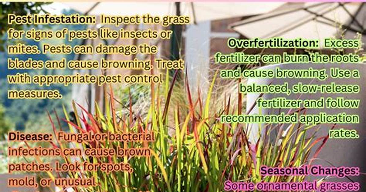 Why Is My Ornamental Grass Turning Brown?