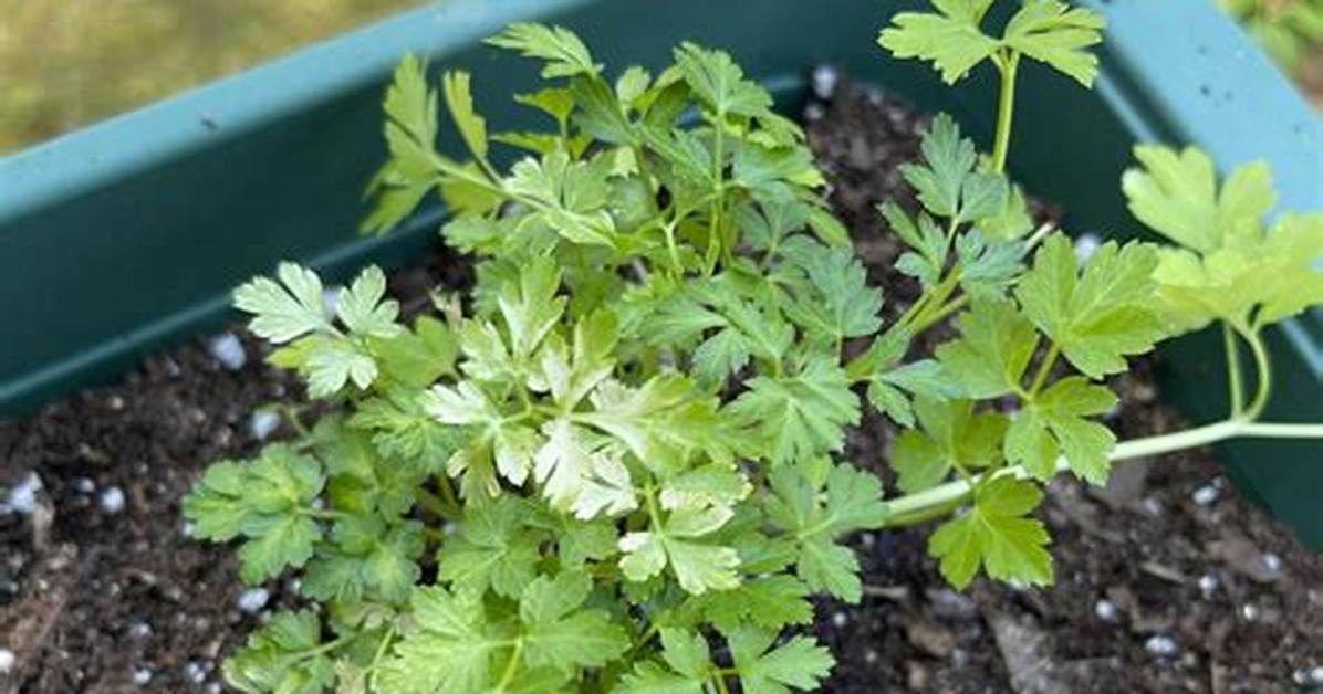 Why Is My Parsley Light Green?