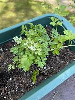 Why Is My Parsley Light Green?